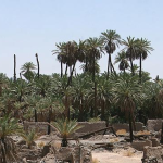 Mansour.shirani